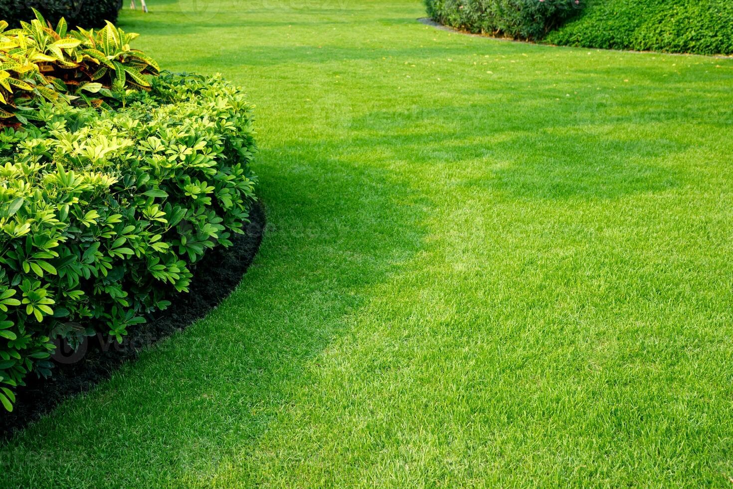 Beautiful green lawn care and maintenance services Bay Area